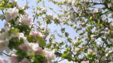 Tree with apple blossom Stock Footage 394383