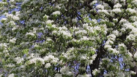 Tree apple blossoms against the blue sky, spring day. 스톡 동영상 84564688