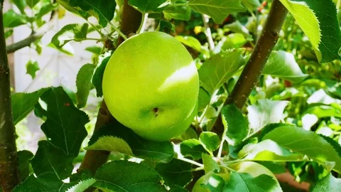 Tree with an Apple Stock Footage 82680272