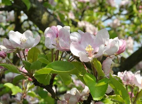 The tree of the apple tree bloomed Stock Photos