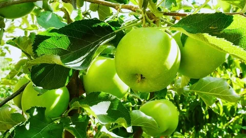 Tree with Apples Stock Footage 82672300