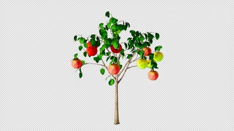 Tree With Apples Grows Alpha Channel Stock Footage 262725169