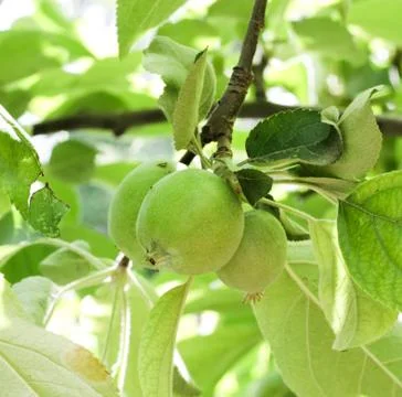 A tree with apples on the nature Stock Photos