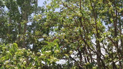 A tree of apples in Wardak Province Stock Footage 274868018