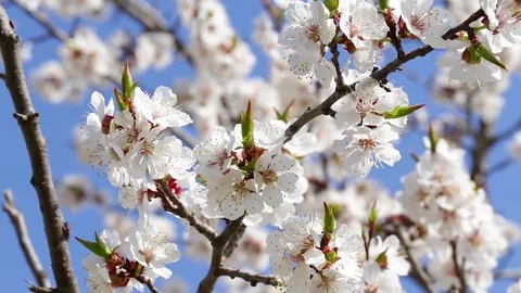 Tree apricots blossoms Stock Footage 74722813