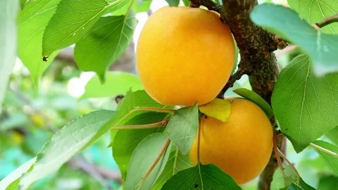 Tree with Apricots Video stock 84088623