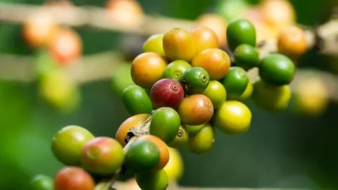 The tree Arabica coffee  its result of it is called cherries they are starting t Stock Photos