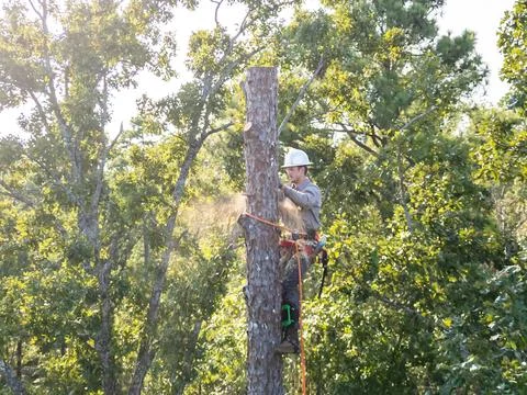 Tree arborist climbing high in pine tree to cut trunk. Stock Photos