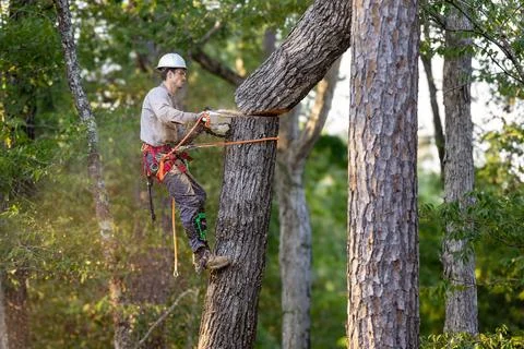 Tree arborist using chainsaw to cut tree down, while wearing safety gear. Foto stock
