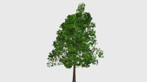 TREE ARBULUS 1 Vídeos de archivo 61823104