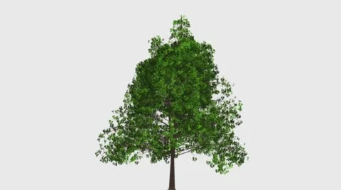 TREE ARBULUS 2 Vídeos de archivo 61823234