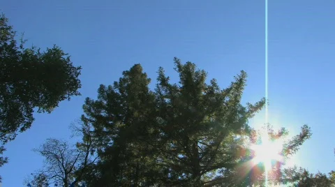 Tree Arc Pan Video stock 612400