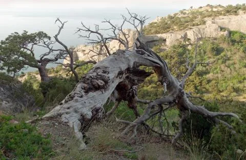Tree - arc Stock Photos