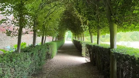 Tree Arch Stock Footage 195360455