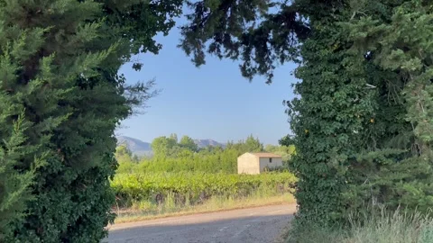 Tree arch framing vineyard mountains blue sky Stock Footage 250248149