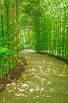 Tree arched enclosed sunlit pathway Stock Photos