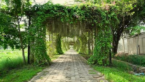Tree archway path in a green park with sunlight filtering through 库存照片
