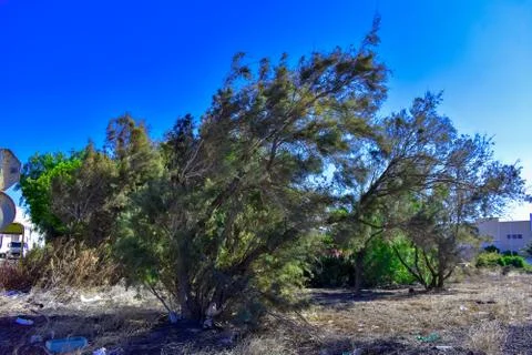 TREE ARE BENT BY WIND Stock Photos