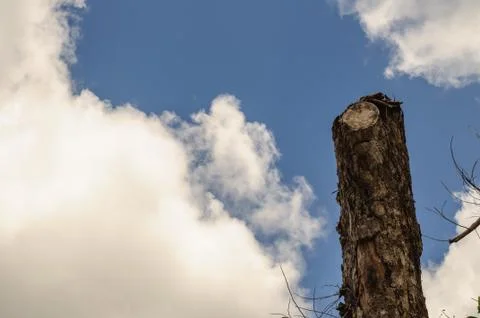 Tree are dying Stock Photos