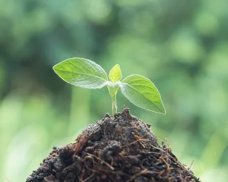 Tree are growing 스톡 사진