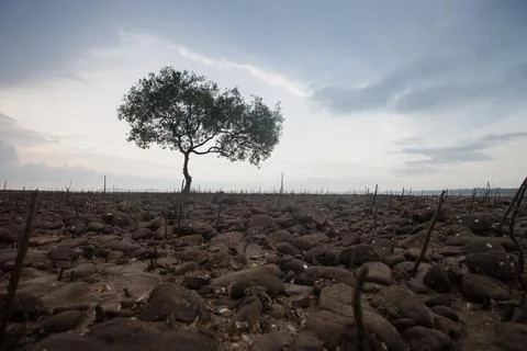 Tree are standing under cloudy sky Stock Photos