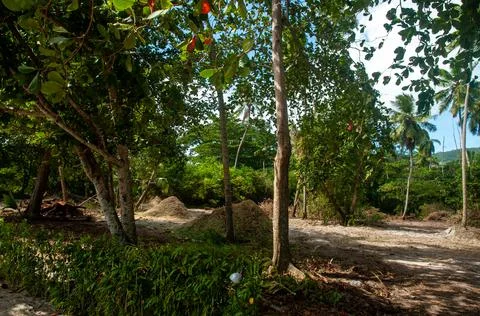 Tree area with leaves collected Stock Photos