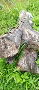 A tree around the grass Stock Photos