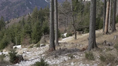 Tree Around Mountains Stock-Footage 71583371