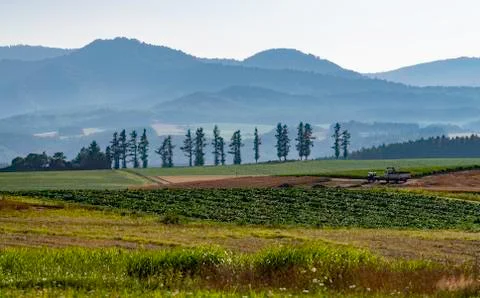Tree arrange in the field with mountain Stock Photos