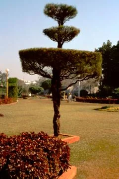 Tree Art Stock Photos