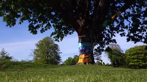 Tree with Artwork 스톡 동영상 24954719