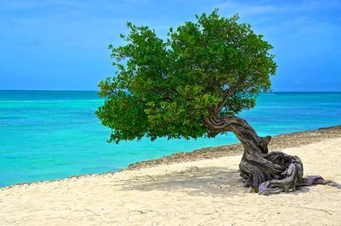 Tree of Aruba Stock Photos