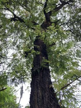 Tree of asem Stock Photos