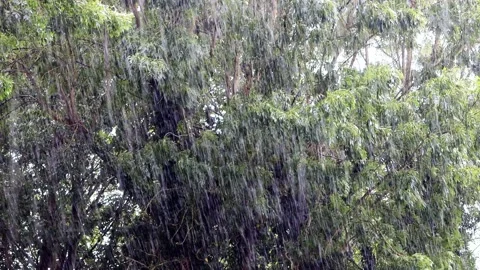 Tree, ash tree, rain, 4k, exclusive, green, fresh, botany, forest, motion, leave Stock Footage 196967441