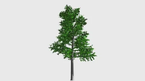 TREE ASPEN 2 Vídeos de archivo 61822630