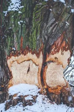 Tree ate by beaver Stock Photos