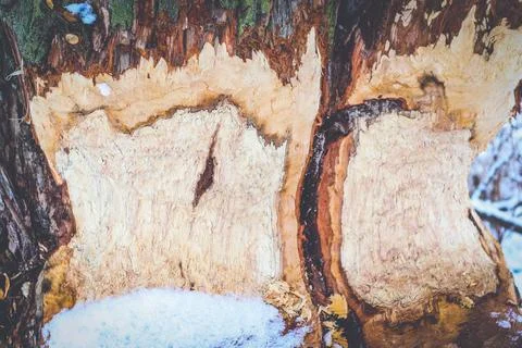 Tree ate by beaver Stock Photos