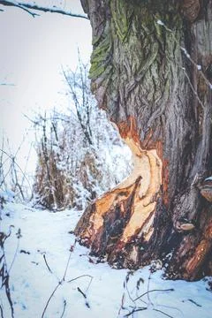 Tree ate by beaver Stock Photos