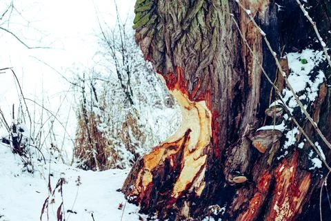 Tree ate by beaver Stock Photos