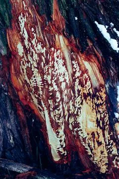 Tree ate by beaver Stock Photos