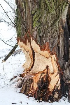 Tree ate by beaver Stock Photos
