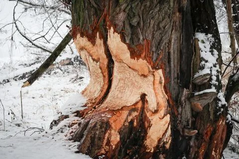 Tree ate by beaver Stock Photos