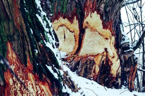 Tree ate by beaver Stock Photos