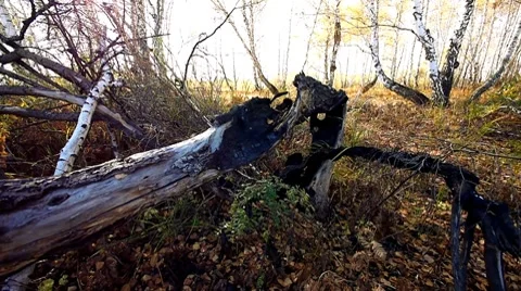 Tree ater fire Stock Footage 8776441