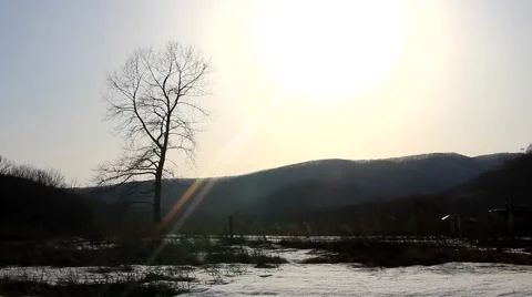 Tree in athe mornig steady shot Video stock 48407794