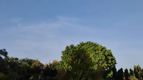 Tree atmosphere decorated with clear sky Stock Footage 212803681