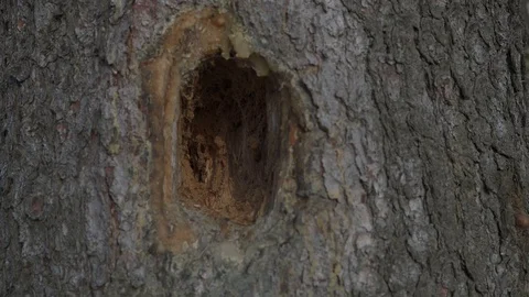 Tree is attacked by bark beetle. Stock Footage 127854905