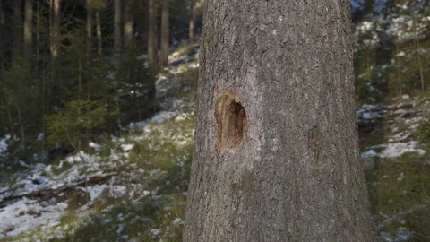 Tree is attacked by bark beetle. Stock Footage 127858564