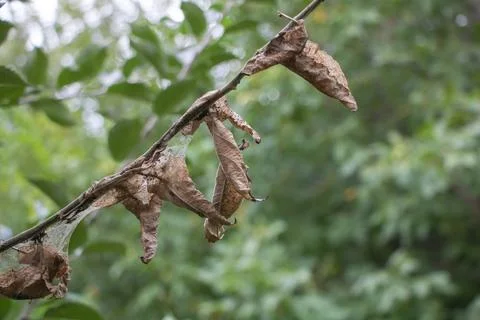 Tree attacked by pests concept - and has dry leaves - green nature background 스톡 사진