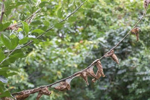 Tree attacked by pests concept - and has dry leaves - green nature background Foto stock